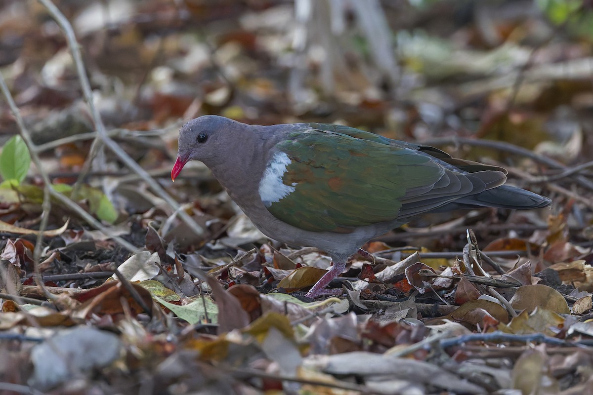 Pacific Emerald Dove - ML620206318