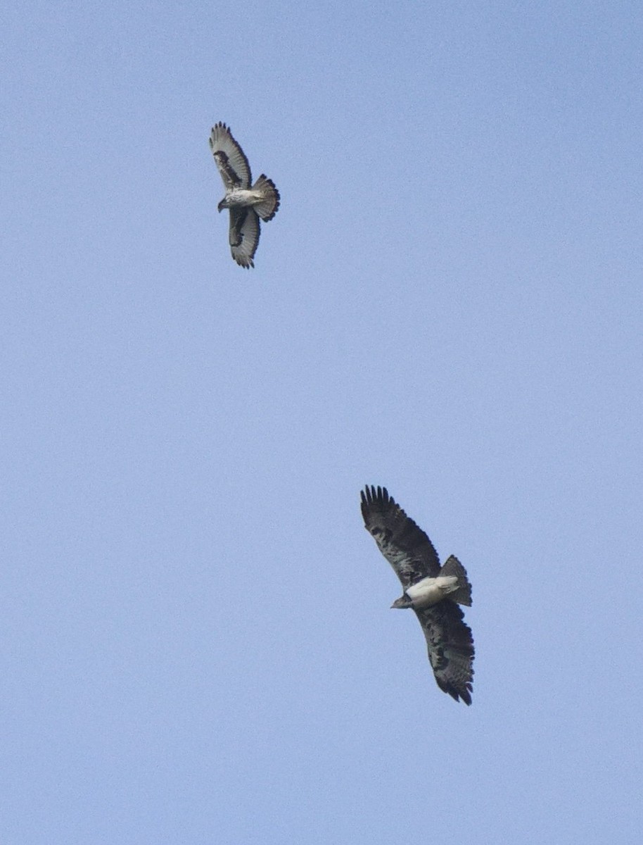 African Hawk-Eagle - ML620206328