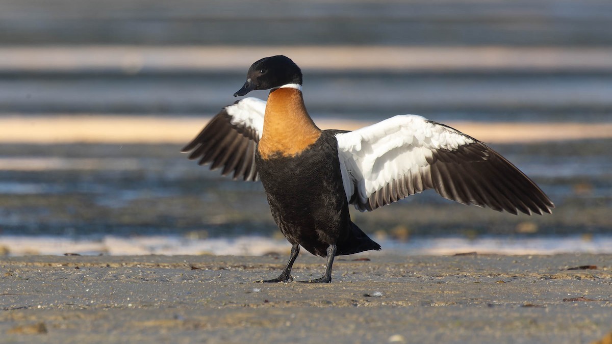 Australian Shelduck - ML620206332