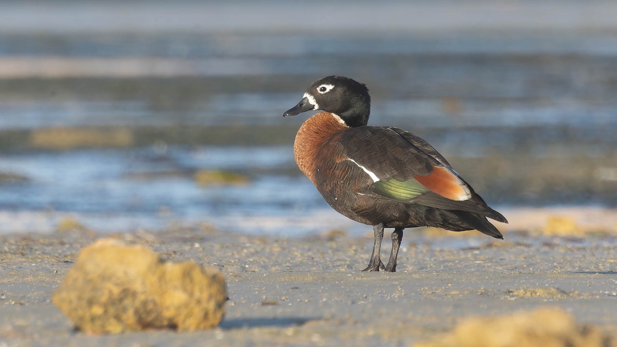 Australian Shelduck - ML620206333