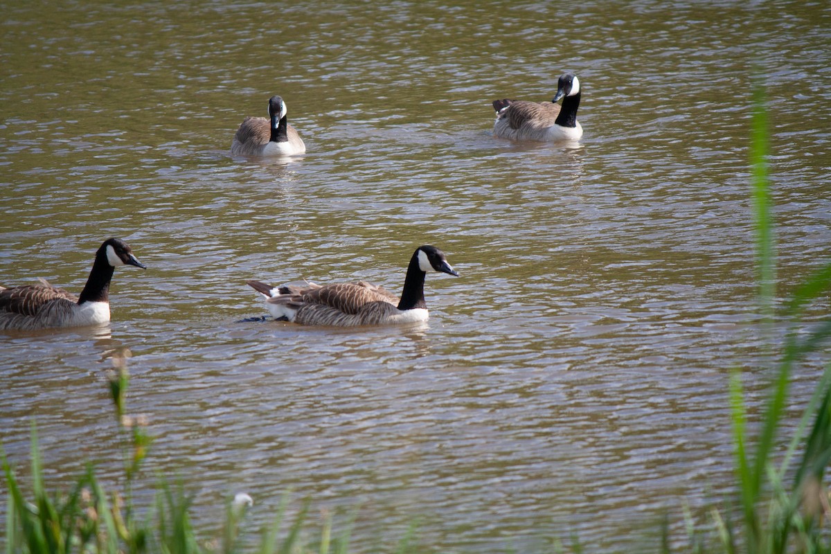 Canada Goose - ML620206341