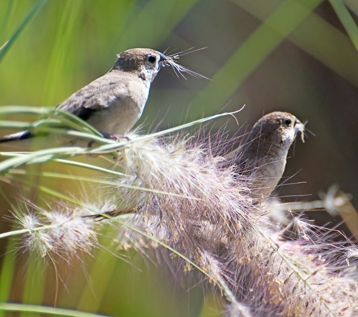 Indian Silverbill - ML620206353