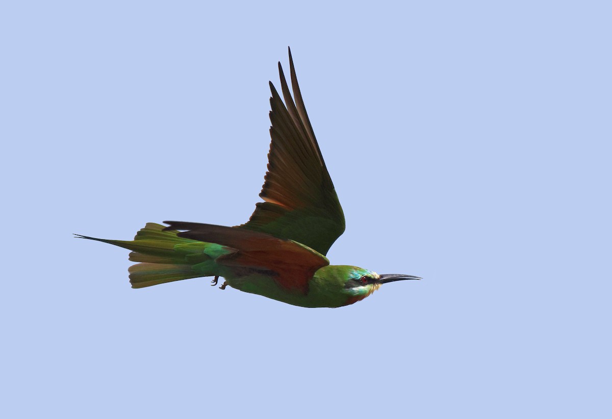 Blue-cheeked Bee-eater - ML620206359