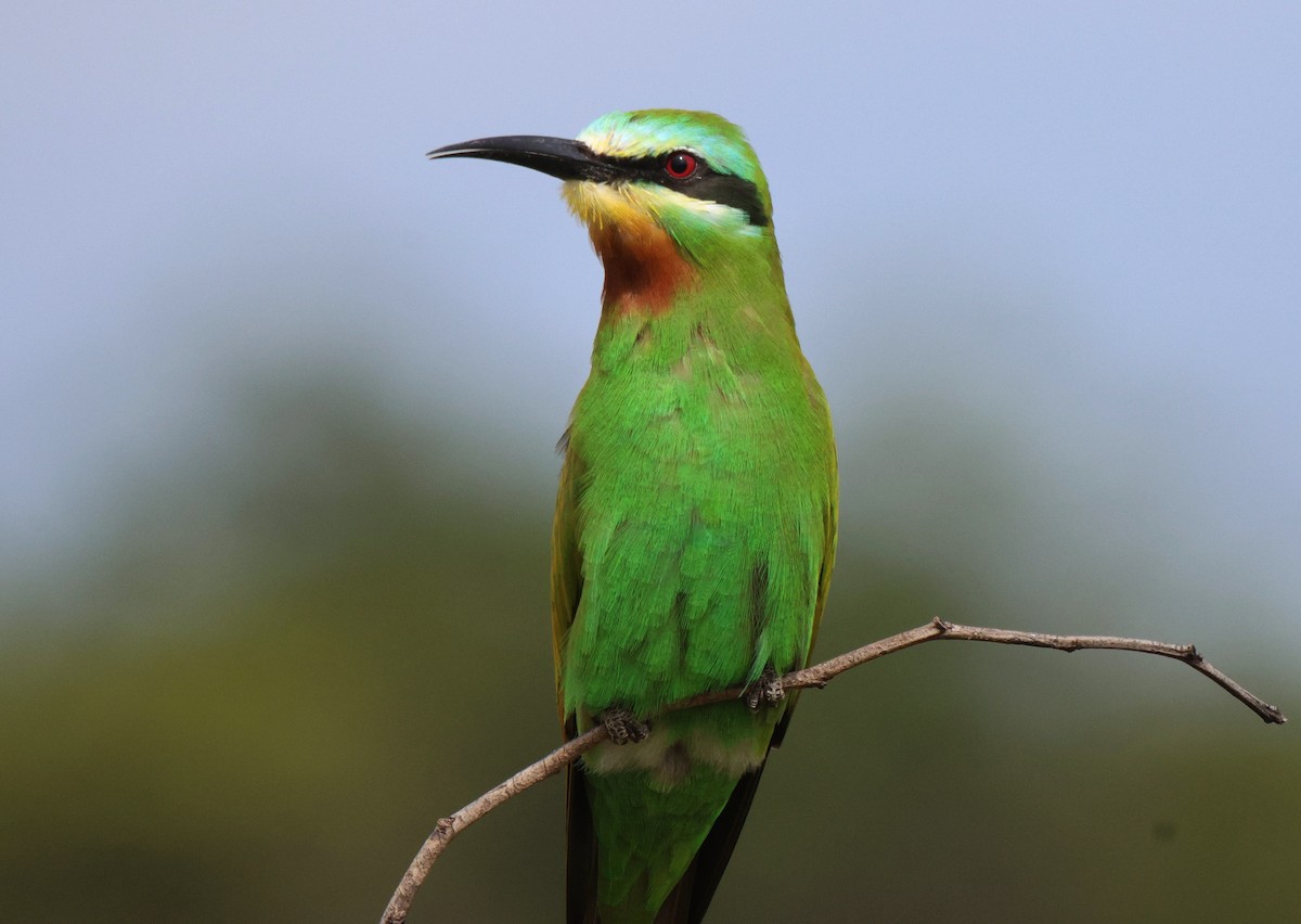 Blue-cheeked Bee-eater - ML620206360