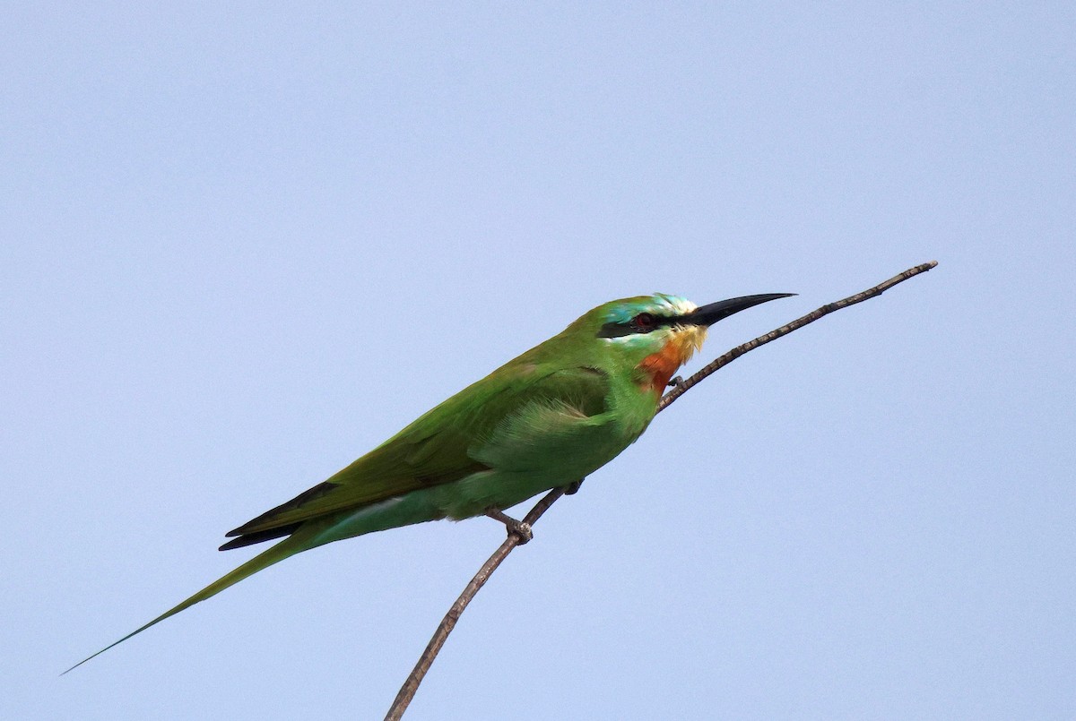 Blue-cheeked Bee-eater - ML620206361