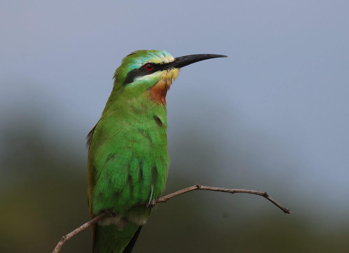Blue-cheeked Bee-eater - ML620206362