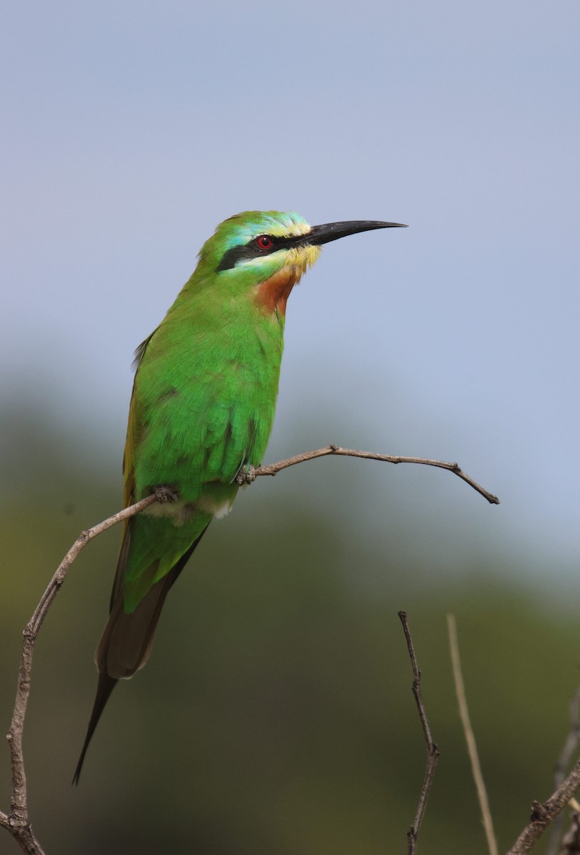 Blue-cheeked Bee-eater - ML620206363