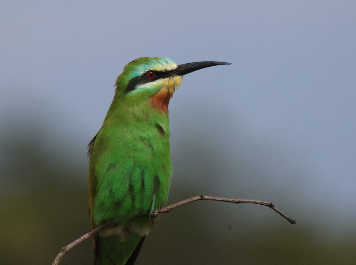 Blue-cheeked Bee-eater - ML620206364