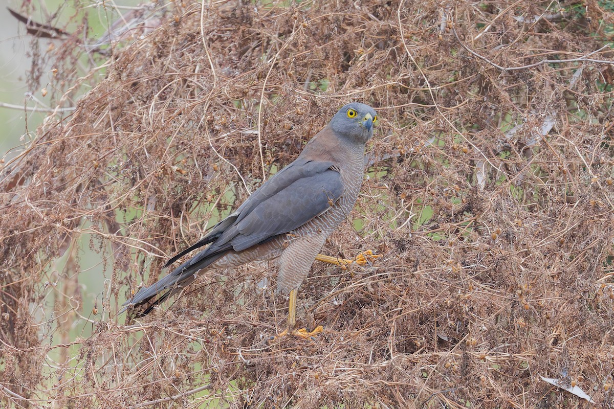 Brown Goshawk - ML620206371