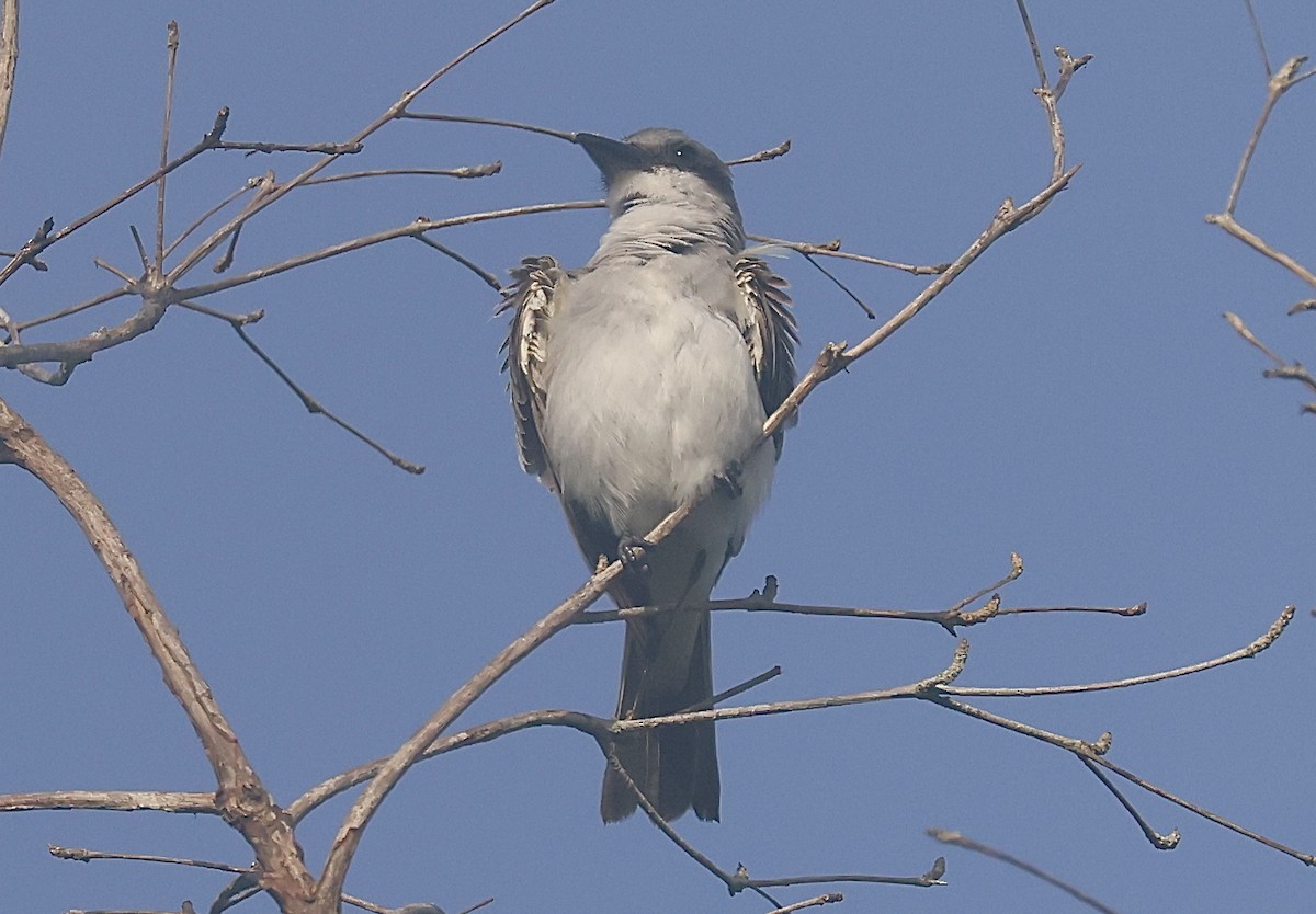 Gray Kingbird - ML620206376