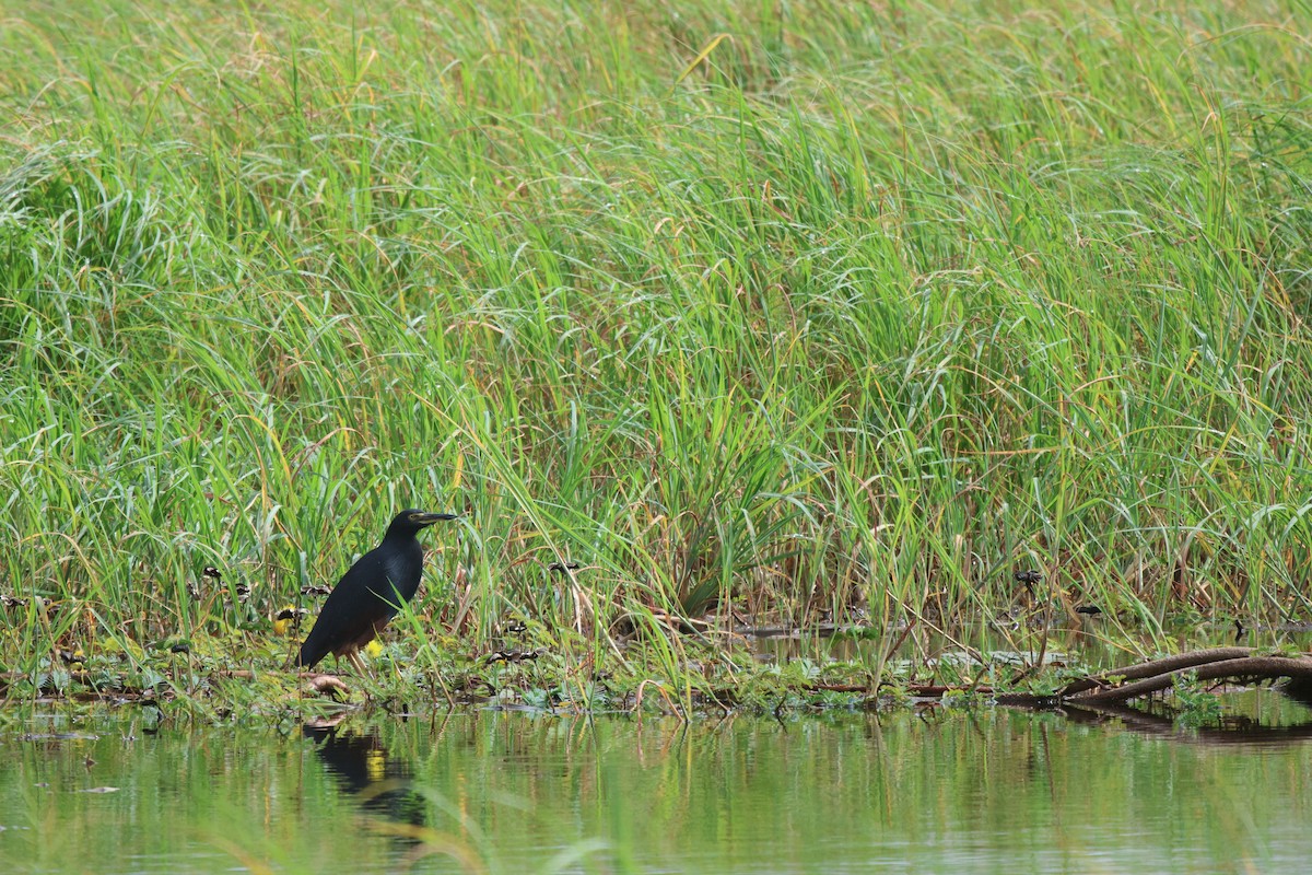 クロアマサギ - ML620206378