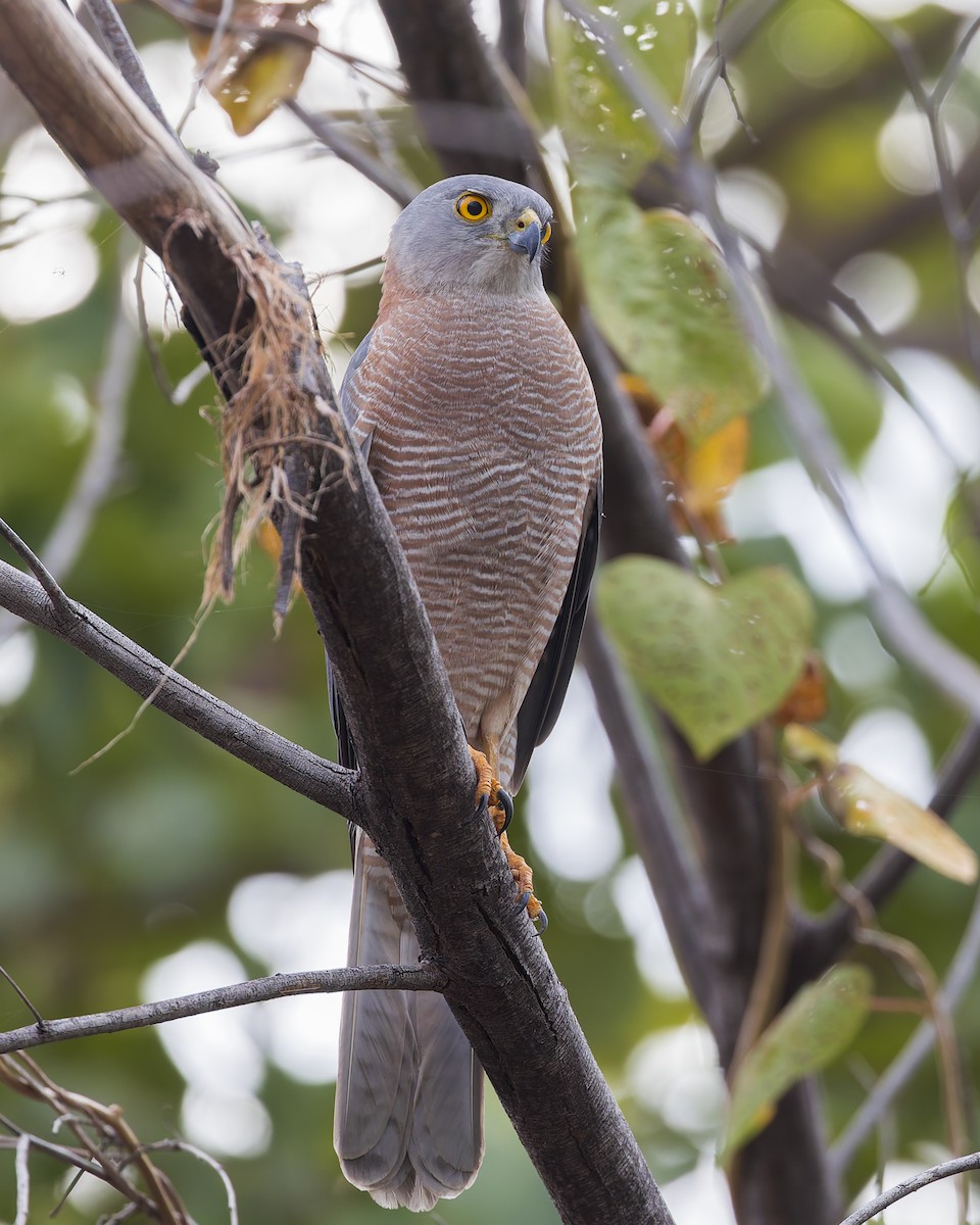 Brown Goshawk - ML620206386