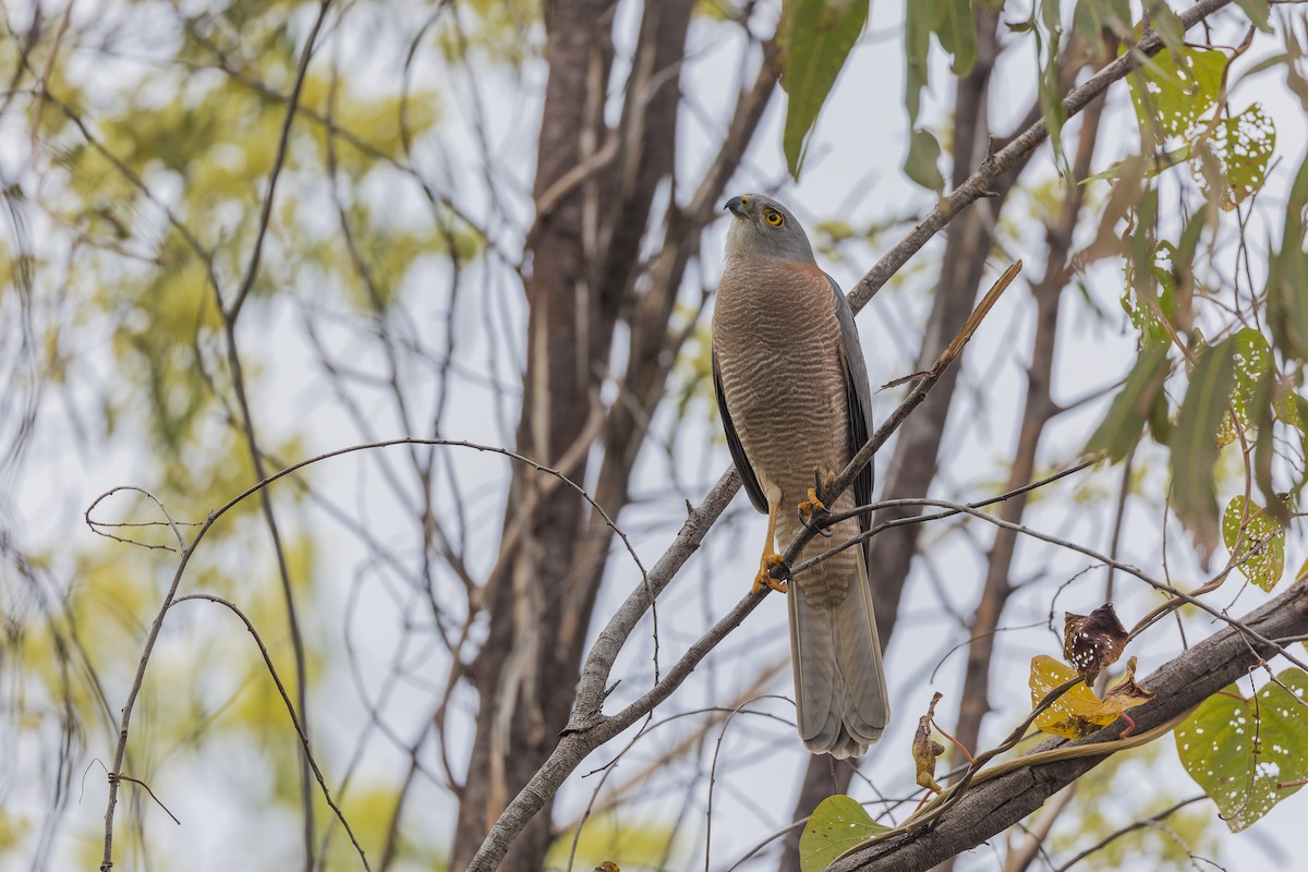 Brown Goshawk - ML620206387