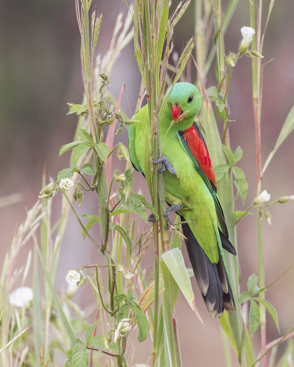 Red-winged Parrot - ML620206398