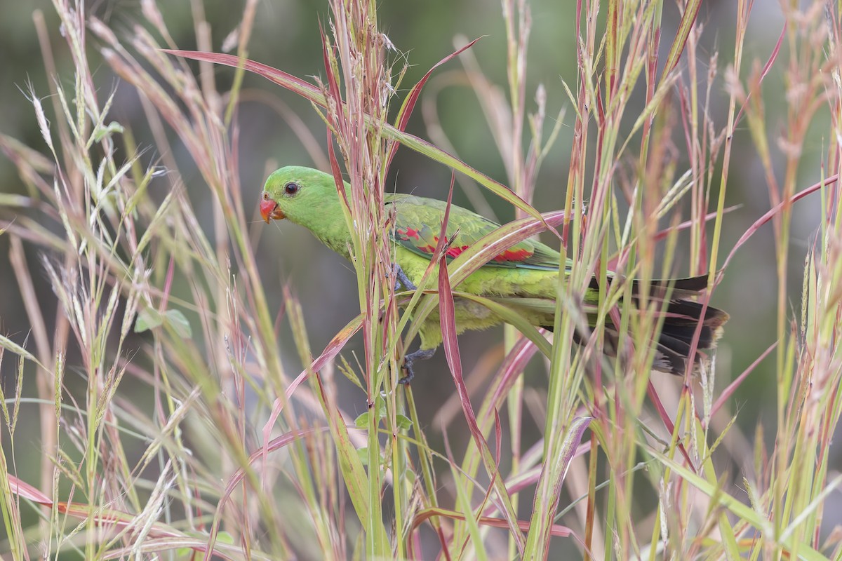 Red-winged Parrot - ML620206399