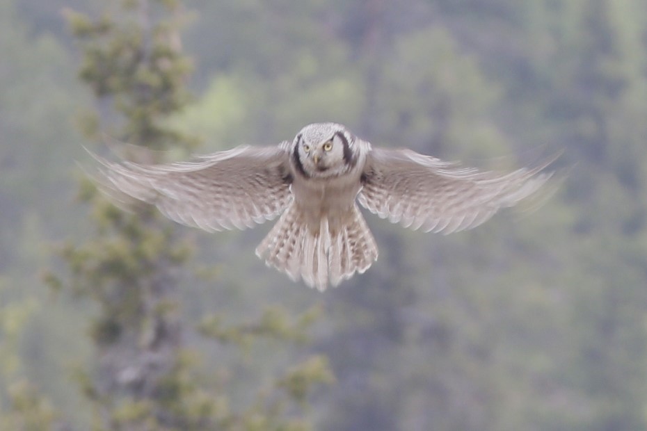 Northern Hawk Owl - ML620206403