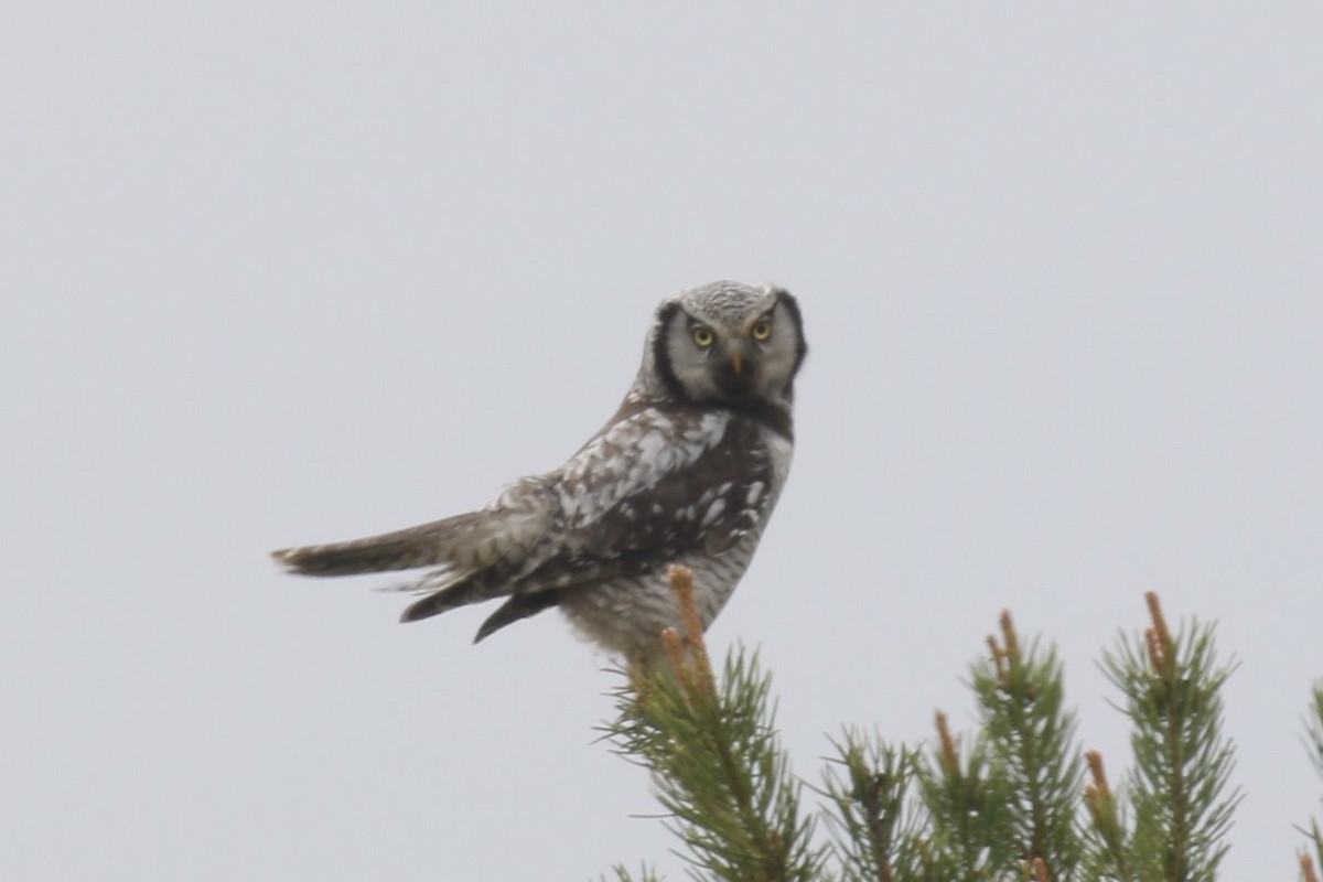 Northern Hawk Owl - ML620206404