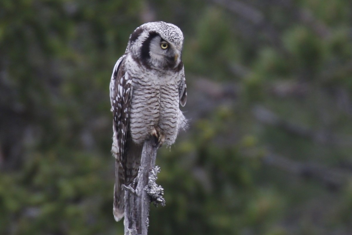 Northern Hawk Owl - ML620206405
