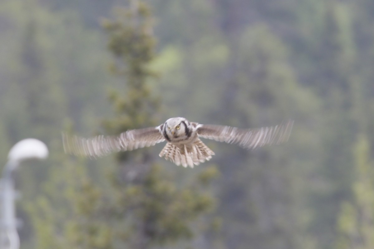 Northern Hawk Owl - ML620206406