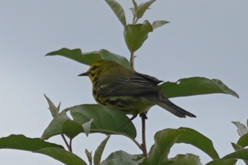 Prairie Warbler - ML620206433