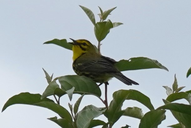 Prairie Warbler - ML620206434