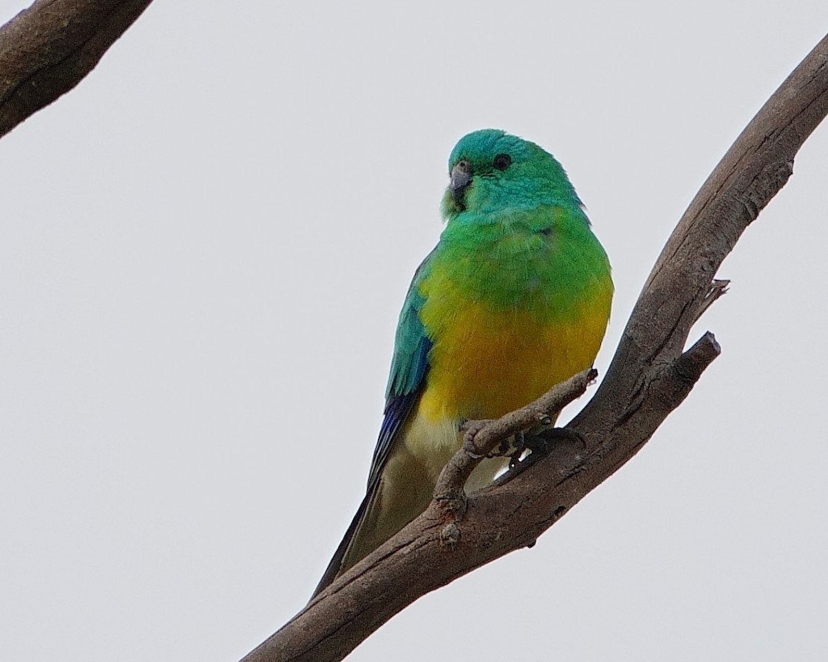 Red-rumped Parrot - Norm Clayton