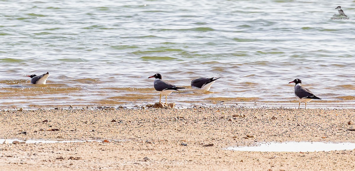 White-eyed Gull - ML620206467