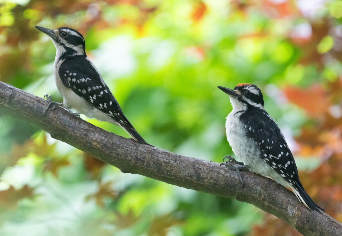 Hairy Woodpecker - ML620206486