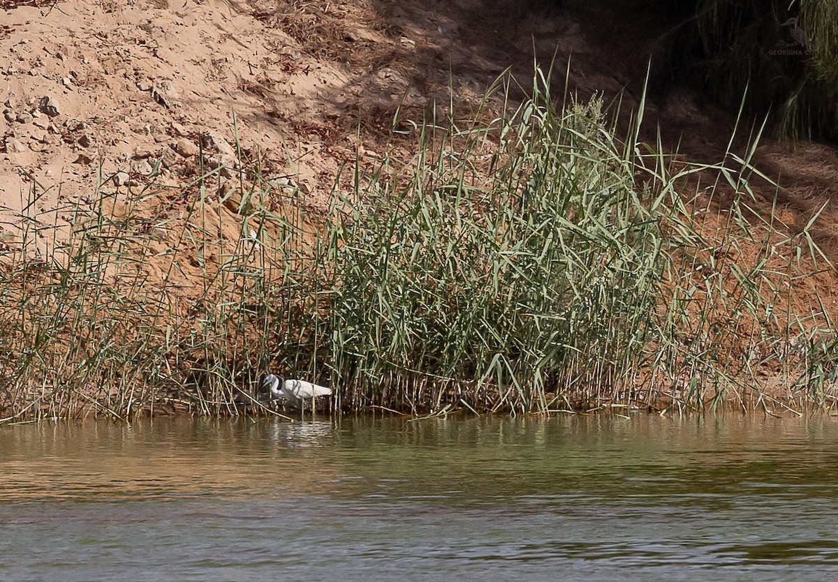 Little Egret - ML620206496