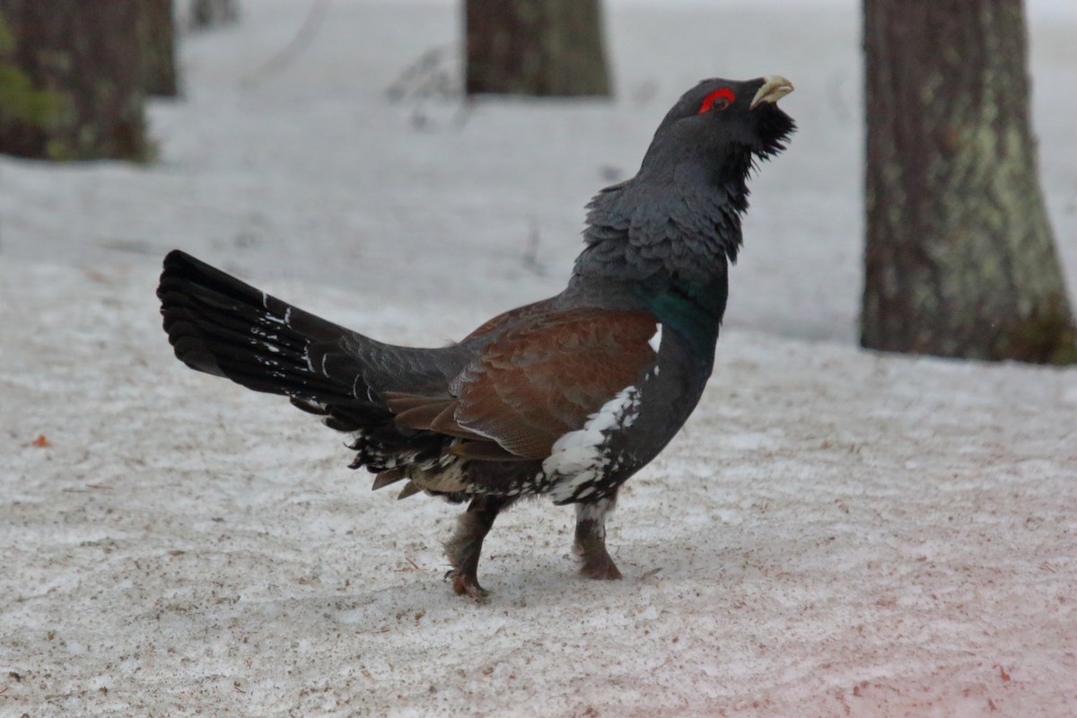 Western Capercaillie - ML620206502