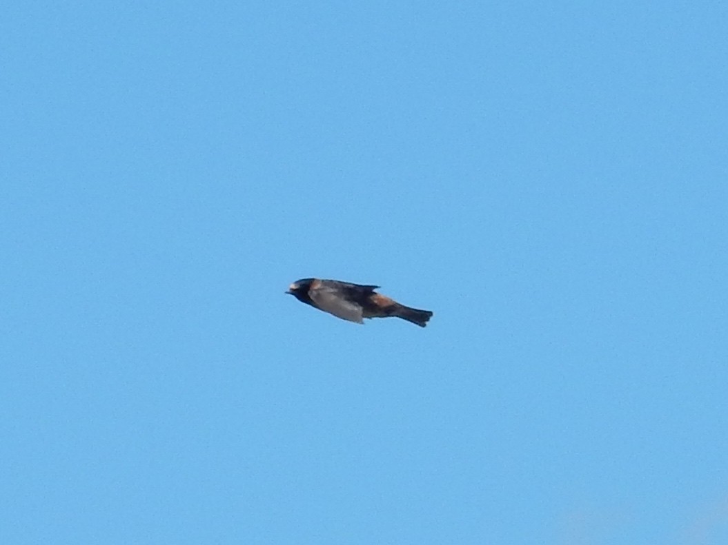 Cliff Swallow - ML62020651