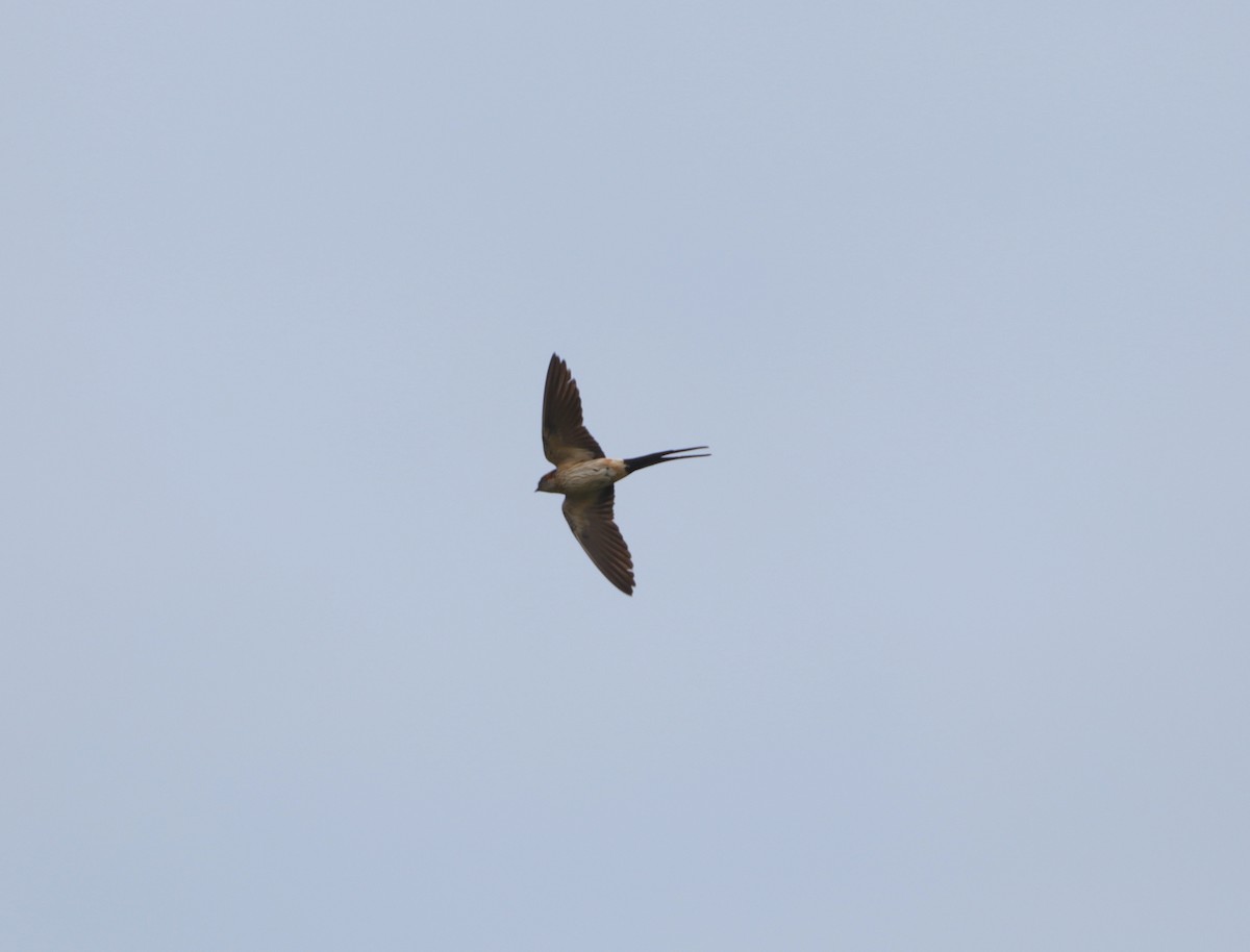 Red-rumped Swallow (Red-rumped) - ML620206510