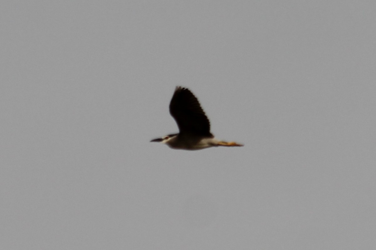 Black-crowned Night Heron - ML620206512