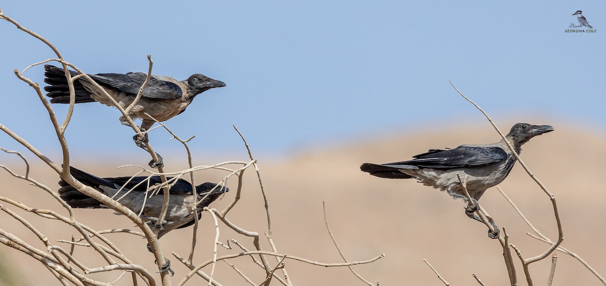 Hooded Crow - ML620206522