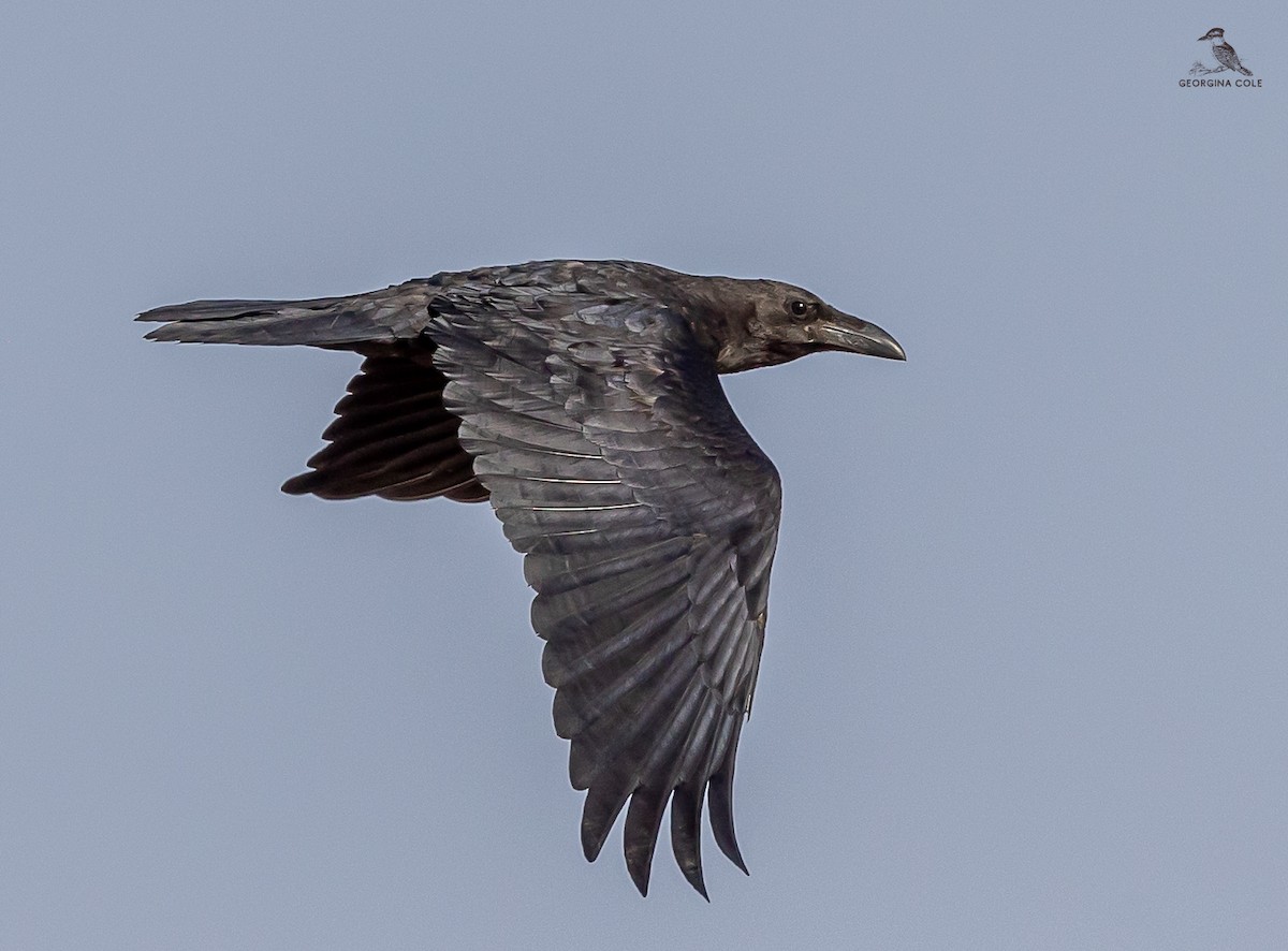 Brown-necked Raven - ML620206531