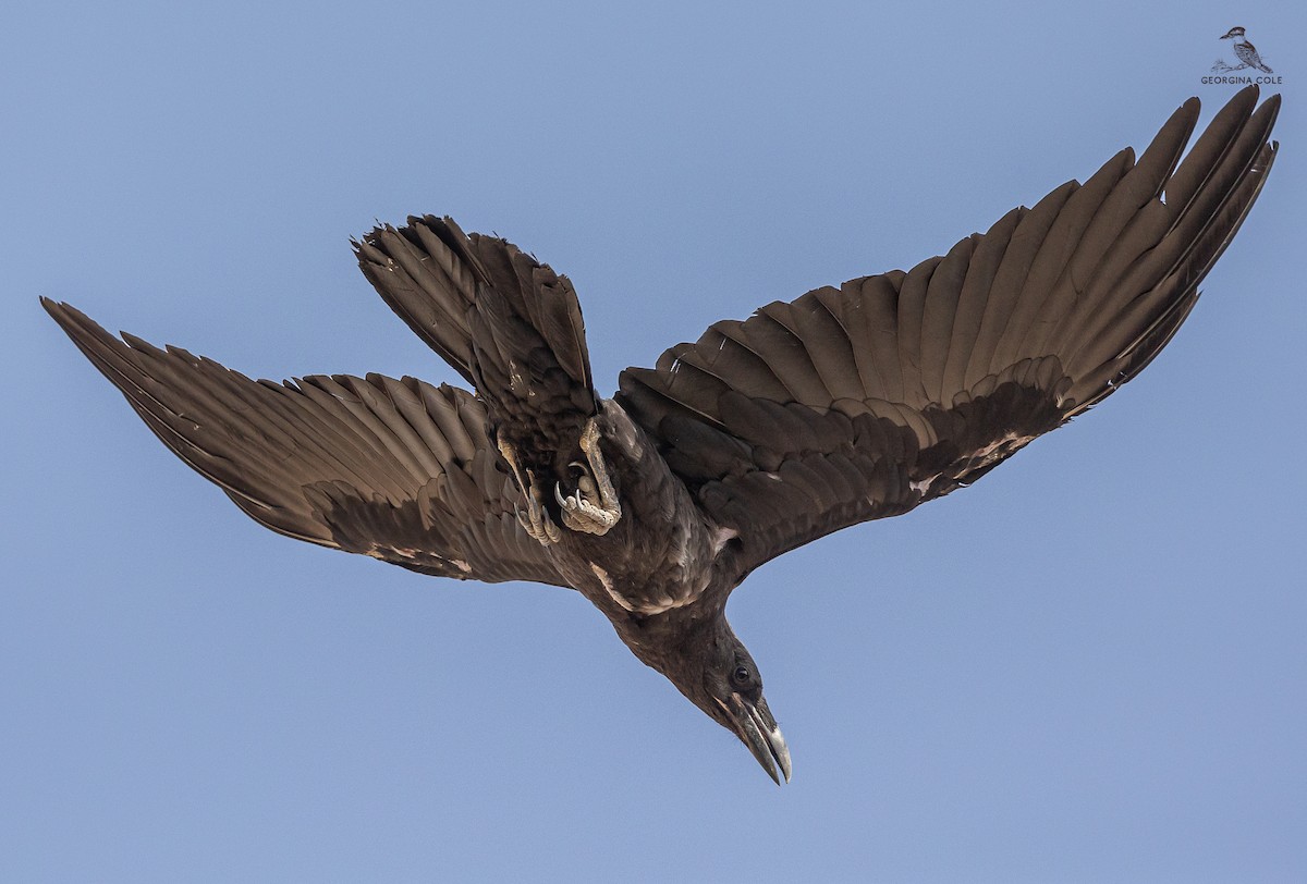 Brown-necked Raven - ML620206532