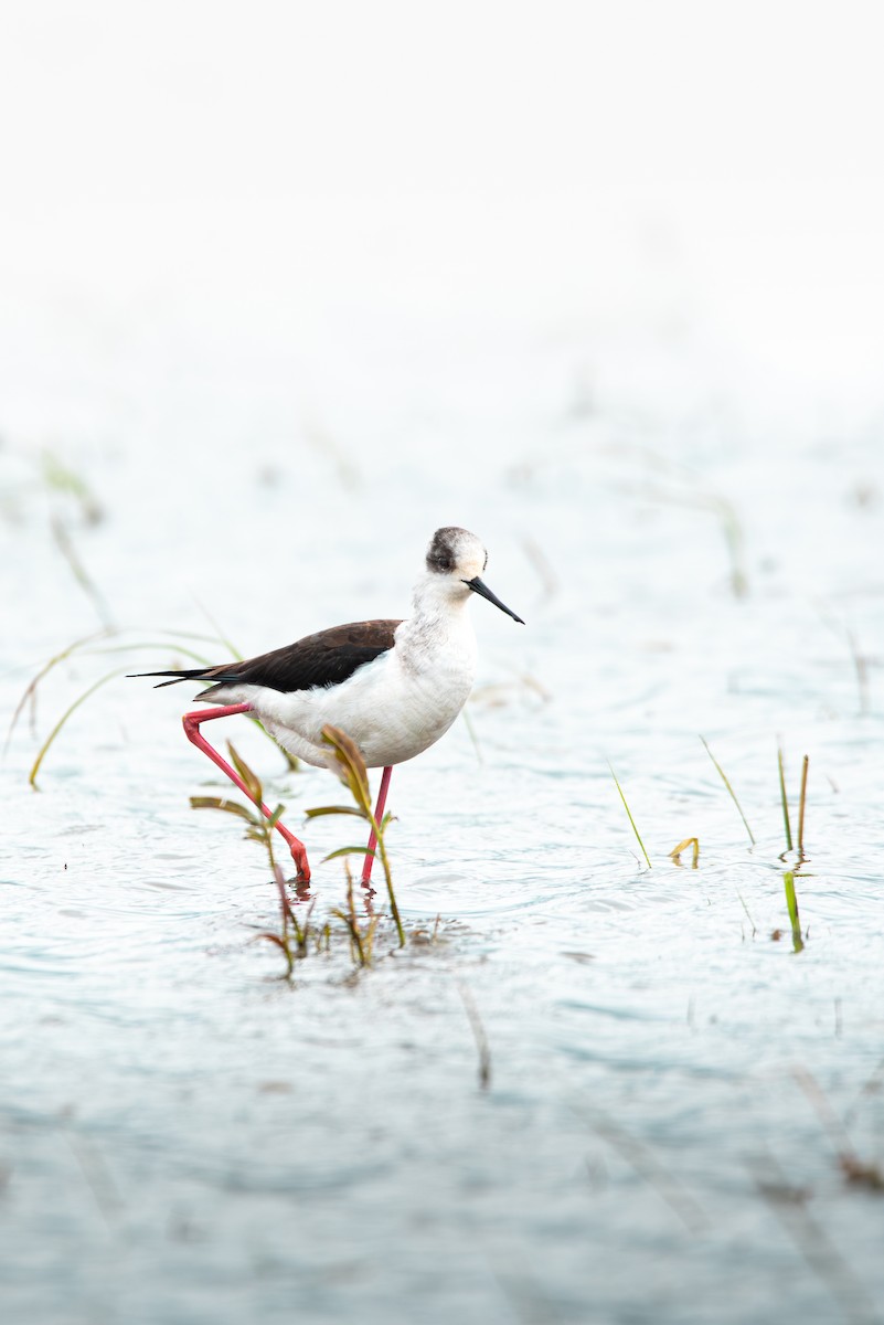 Black-winged Stilt - ML620206534