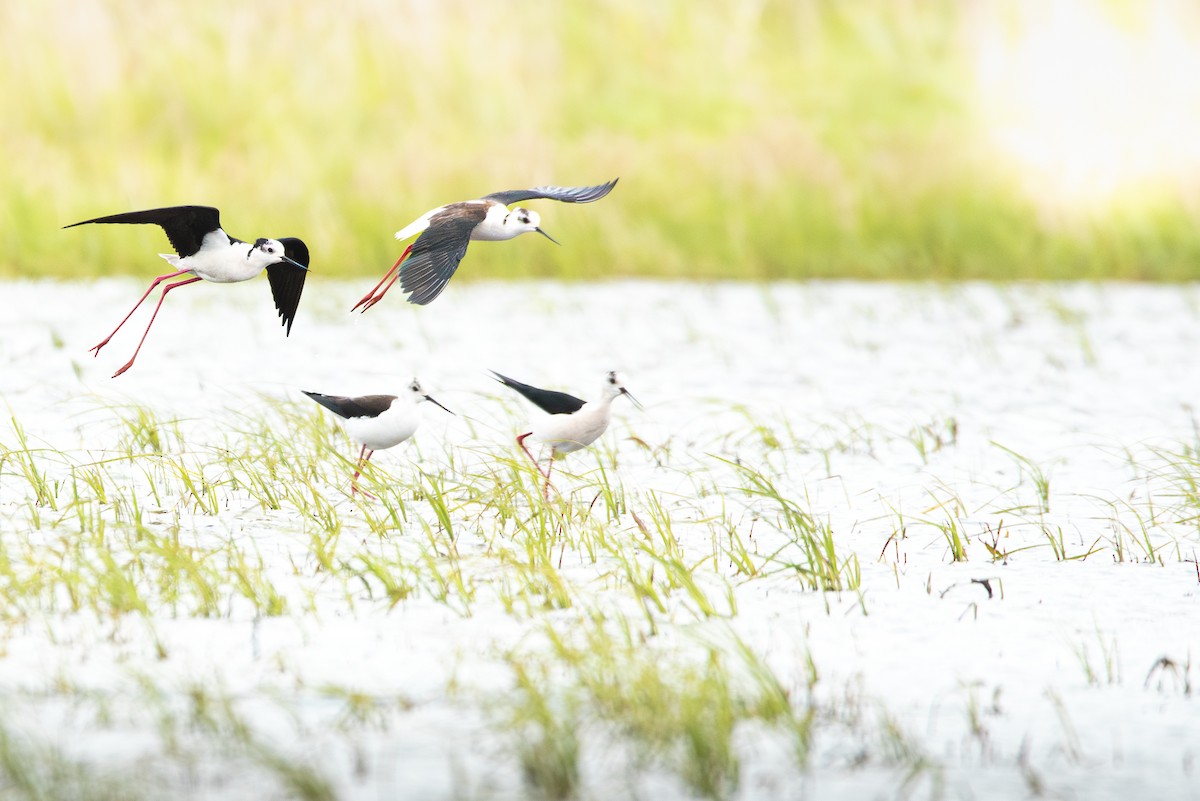 Black-winged Stilt - ML620206536