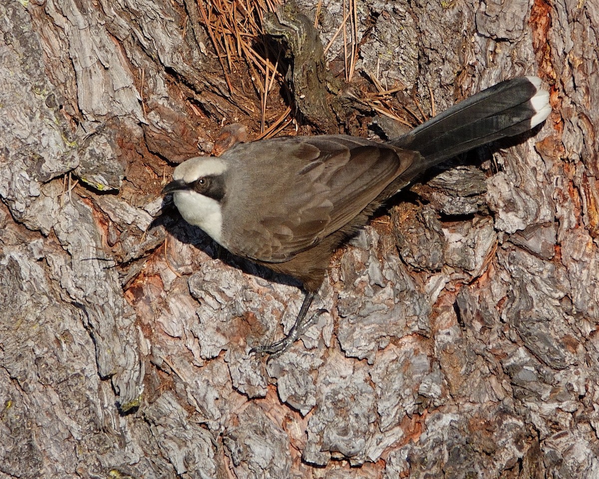 Gray-crowned Babbler - ML620206538