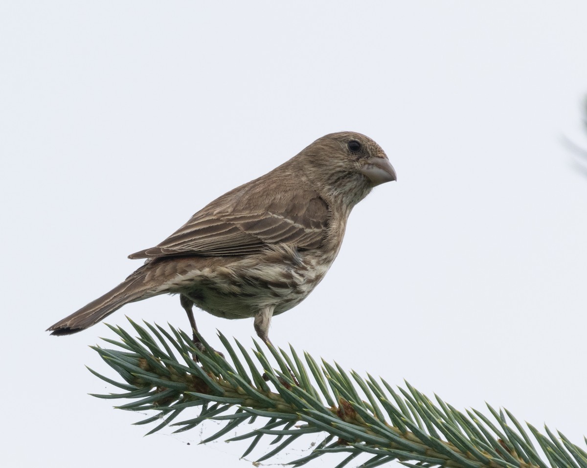 House Finch - ML620206539