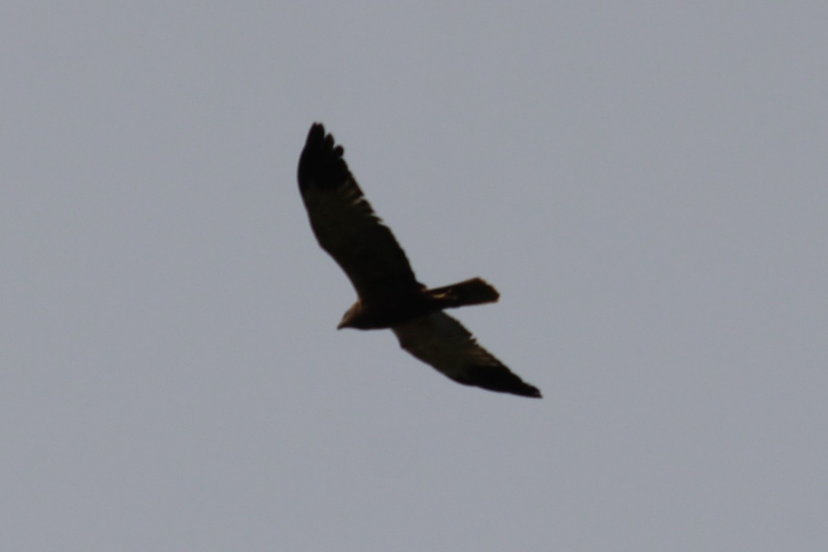 Western Marsh Harrier - ML620206540