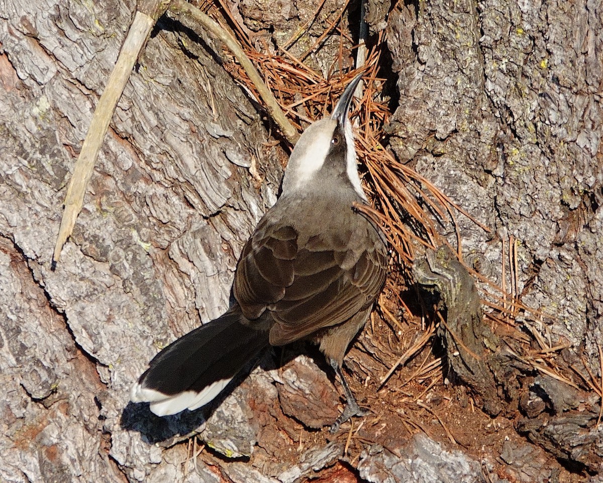 Gray-crowned Babbler - ML620206548