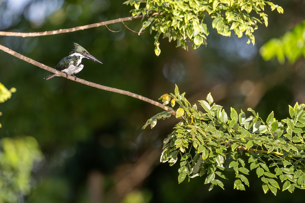 Amazon Kingfisher - ML620206550