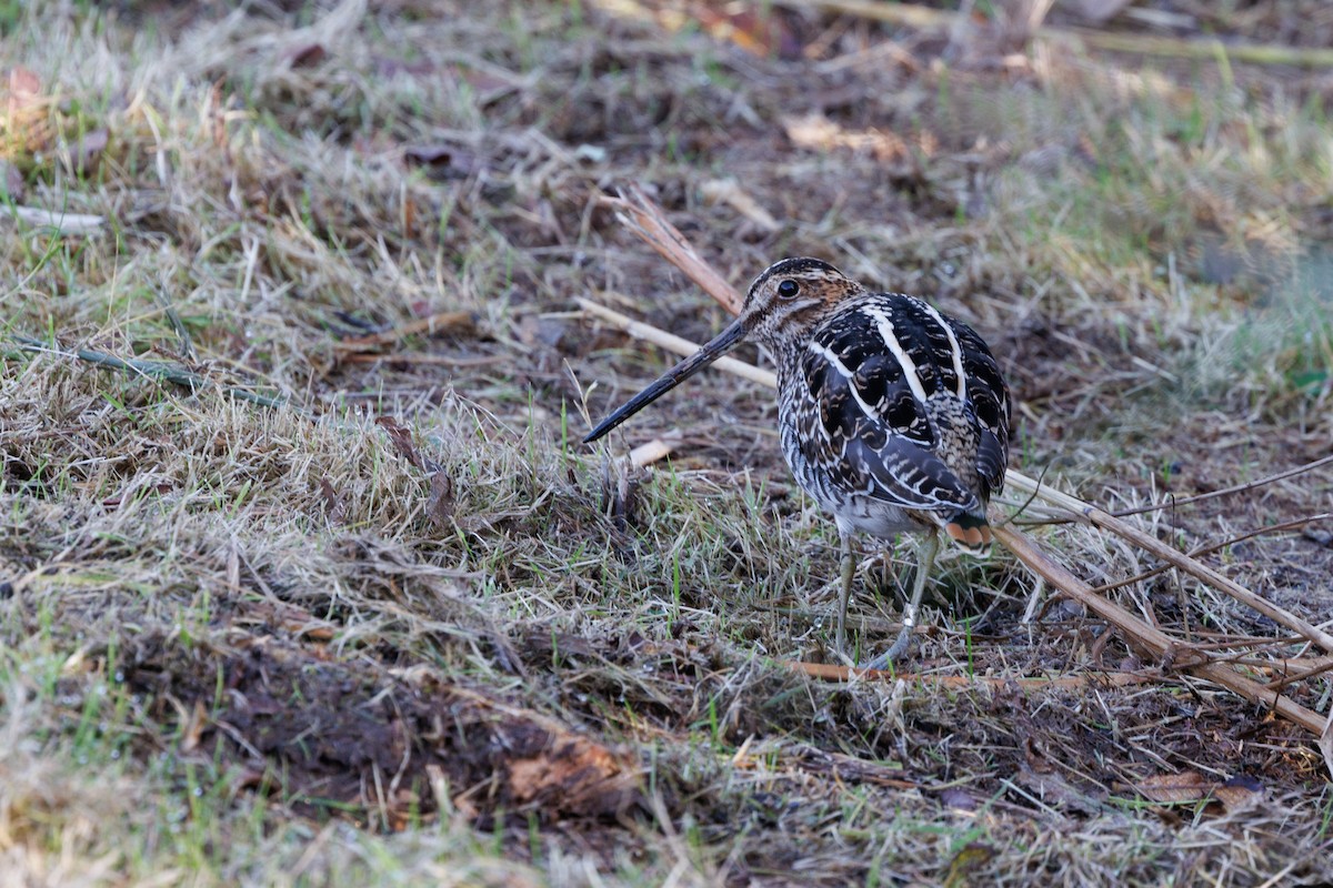 Common Snipe - ML620206553