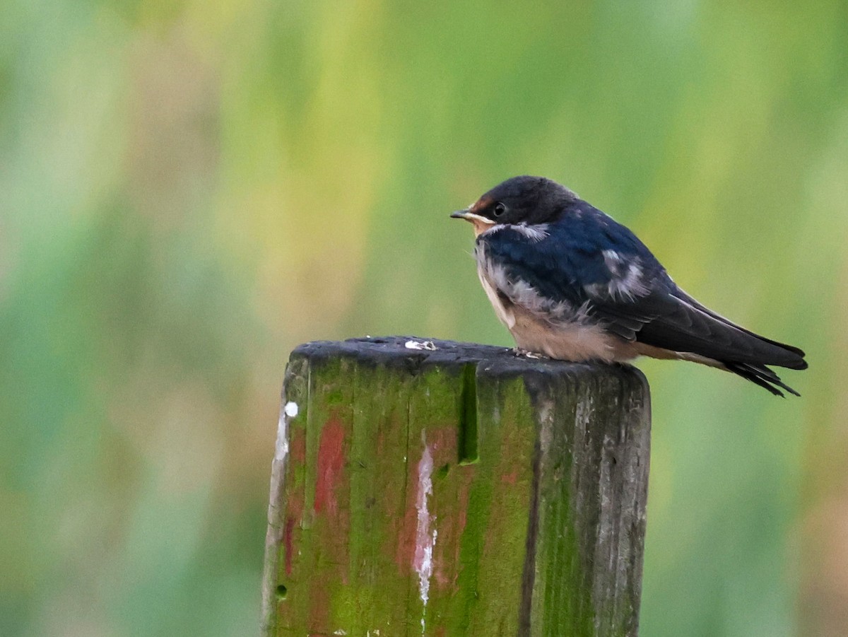 Barn Swallow - ML620206561