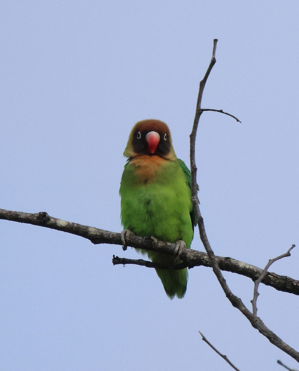 Black-cheeked Lovebird - ML620206563