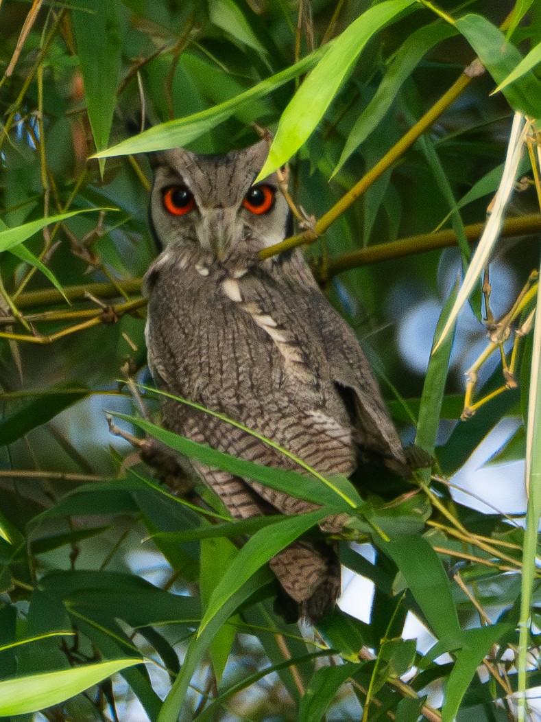 Northern White-faced Owl - ML620206568