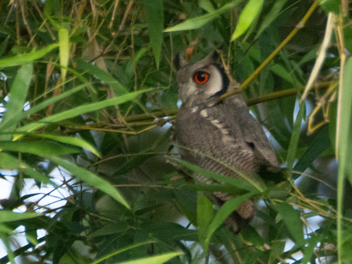 Northern White-faced Owl - ML620206571