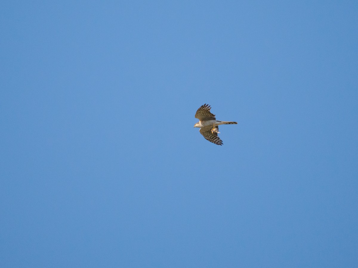 Eurasian Sparrowhawk - ML620206573