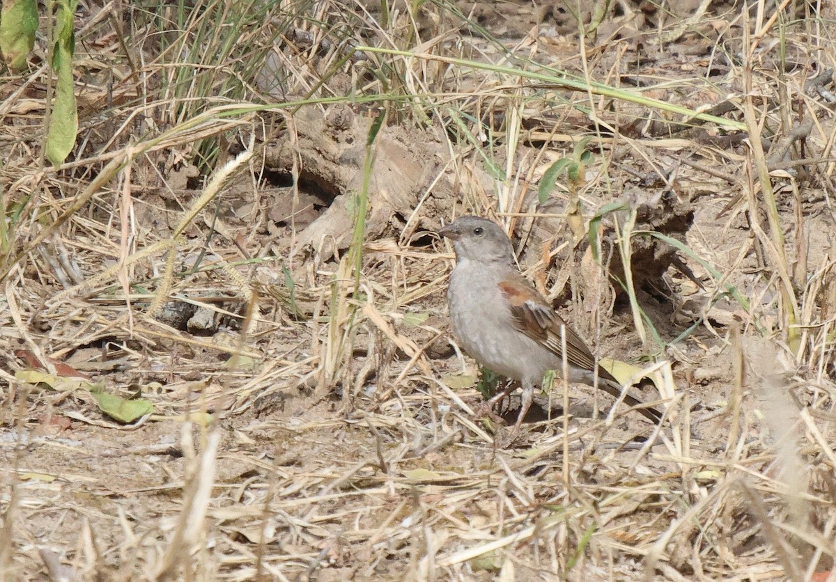 Southern Gray-headed Sparrow - ML620206587